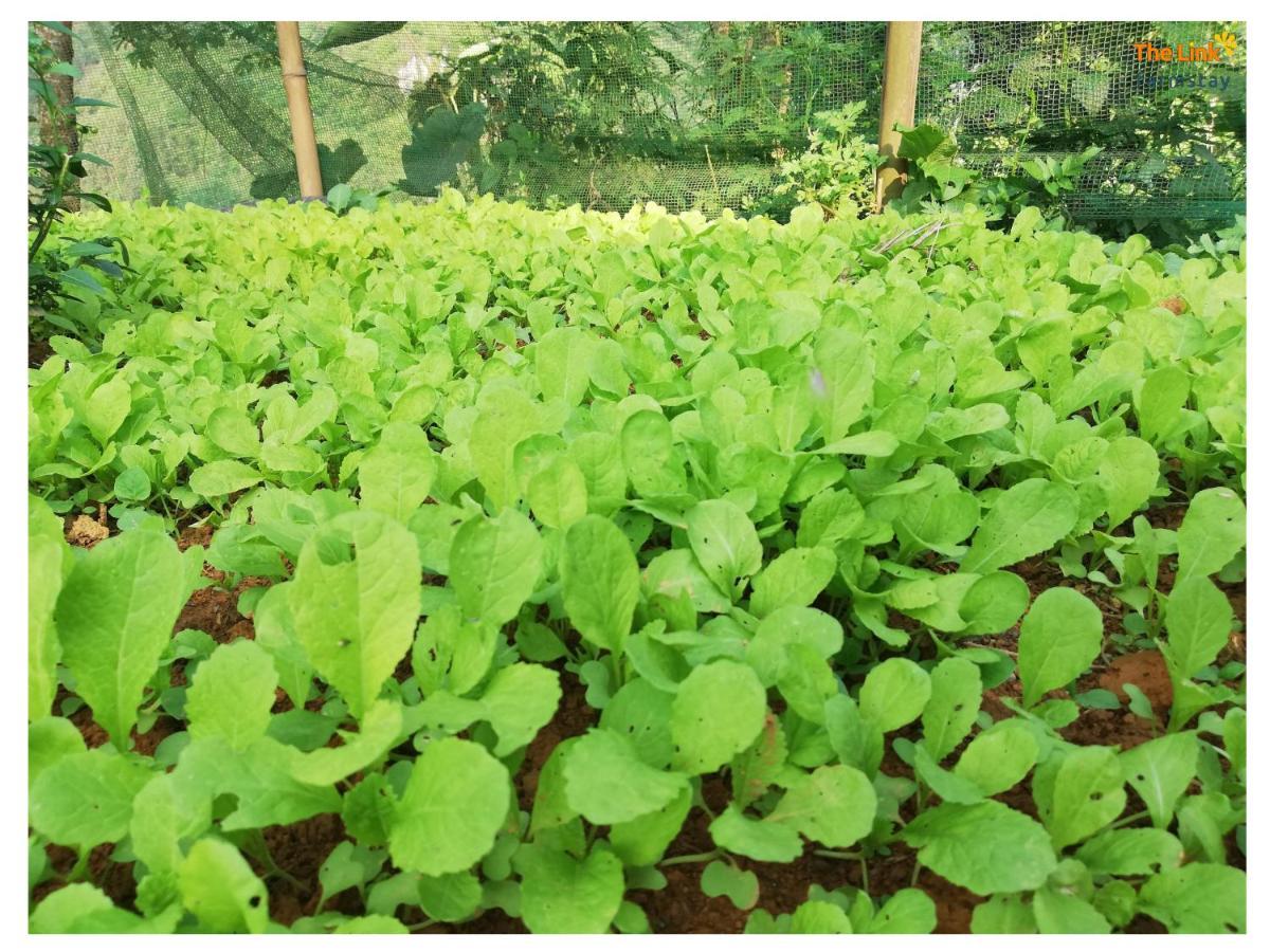 The Link Farmstay ซาปา ภายนอก รูปภาพ